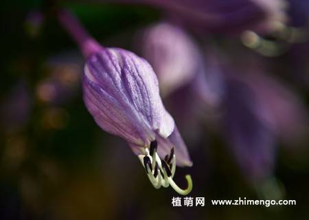 紫玉簪花卉图片