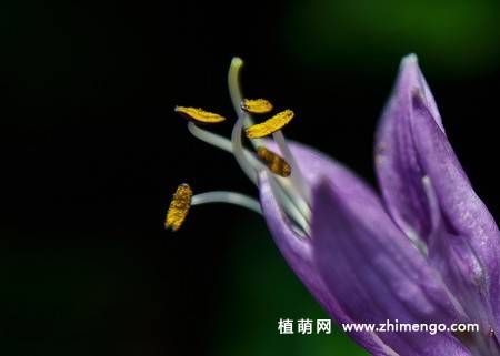 紫玉簪花卉图片
