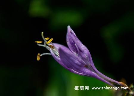紫玉簪花卉图片