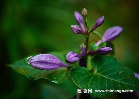 紫玉簪花卉图片