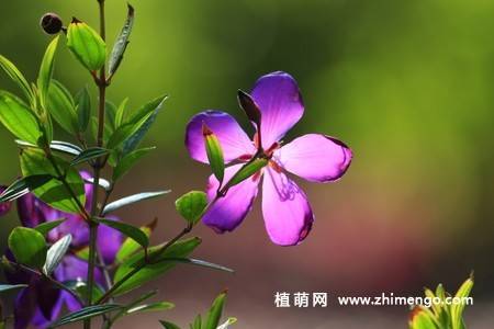 11张紫花野牡丹图片