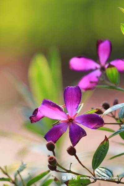 11张紫花野牡丹图片
