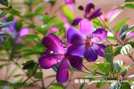 11张紫花野牡丹图片