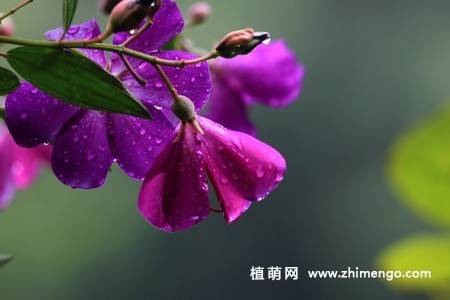 11张紫花野牡丹图片