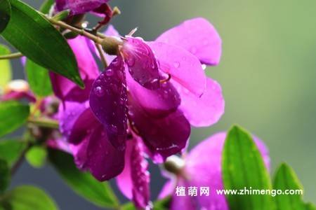 11张紫花野牡丹图片