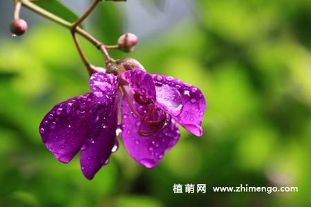 11张紫花野牡丹图片