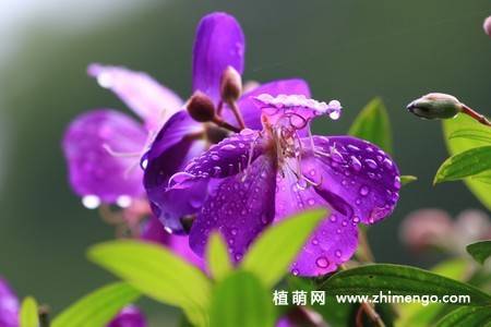 11张紫花野牡丹图片