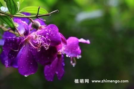 11张紫花野牡丹图片