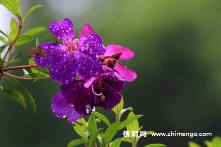 11张紫花野牡丹图片