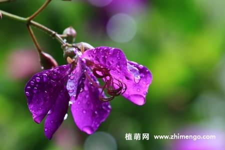 11张紫花野牡丹图片