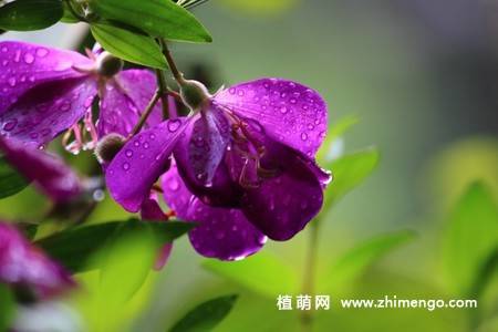 11张紫花野牡丹图片