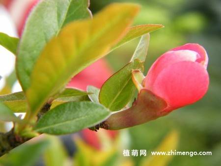 石榴花图片大全