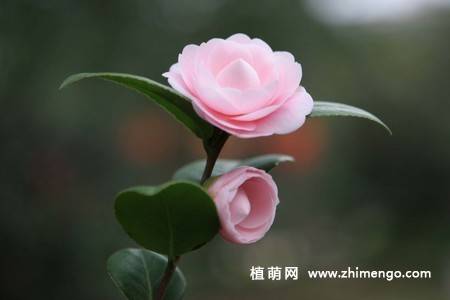 21张山茶花图片