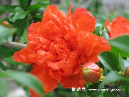 石榴花图片大全