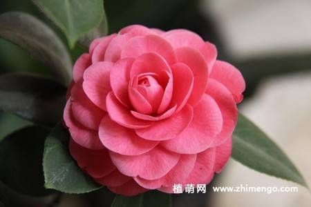 21张山茶花图片