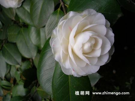 21张山茶花图片