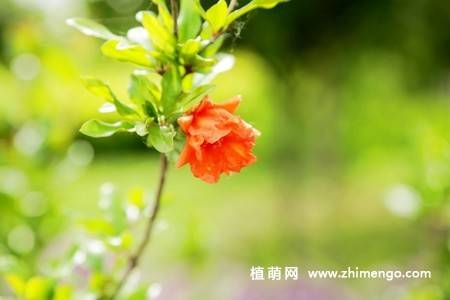 石榴花图片大全