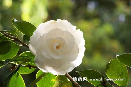 21张山茶花图片