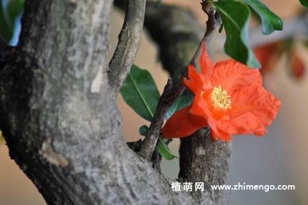 石榴花图片大全