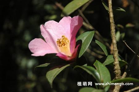 21张山茶花图片