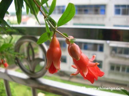 石榴花图片大全