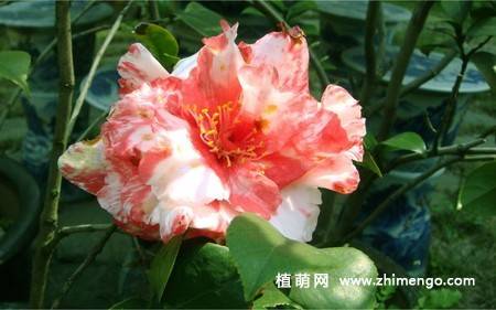 21张山茶花图片