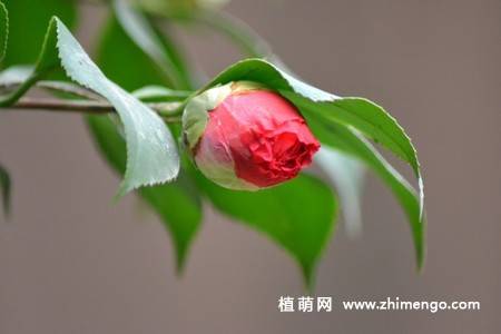 21张山茶花图片