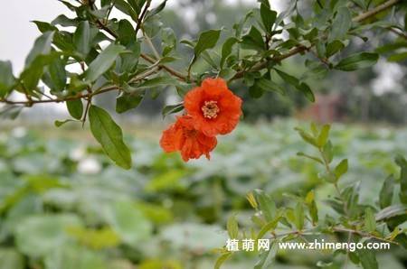 石榴花图片大全