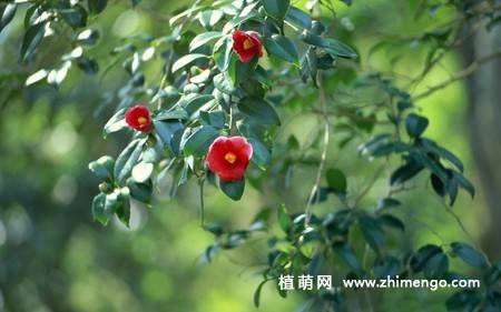 21张山茶花图片