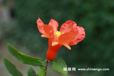 石榴花图片大全