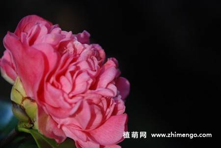 21张山茶花图片