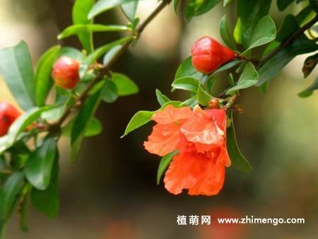 石榴花图片大全