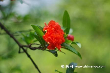 石榴花图片大全