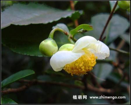 21张山茶花图片
