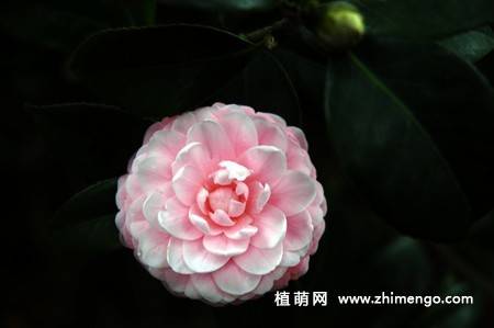 21张山茶花图片