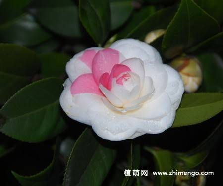 21张山茶花图片