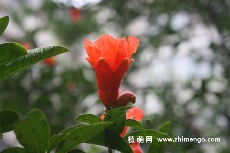 石榴花图片大全