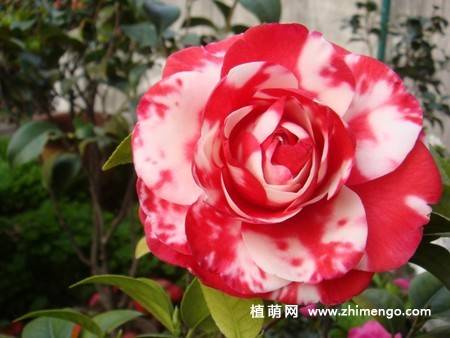 21张山茶花图片