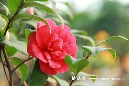 21张山茶花图片