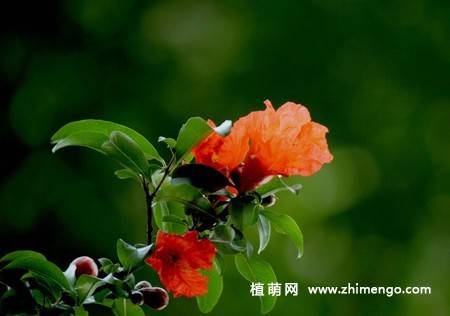 石榴花图片大全