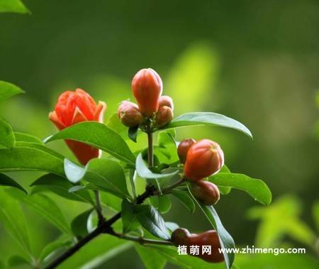 石榴花图片大全