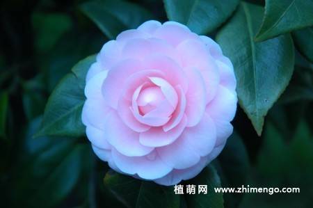 21张山茶花图片