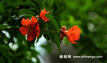 石榴花图片大全