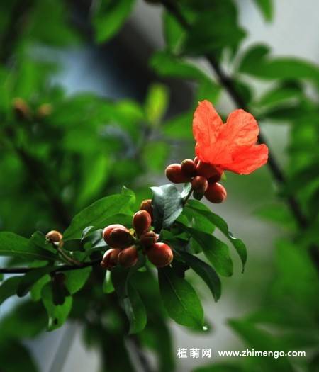 石榴花图片大全
