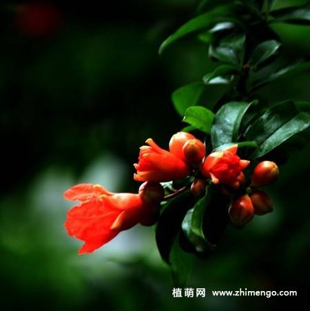 石榴花图片大全
