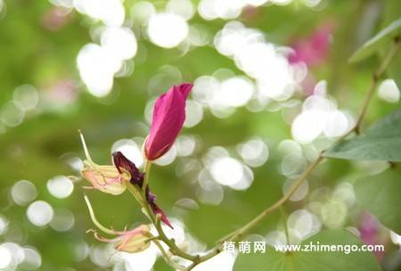 5张紫荆花图片