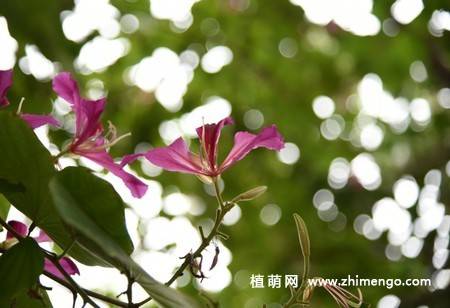 5张紫荆花图片