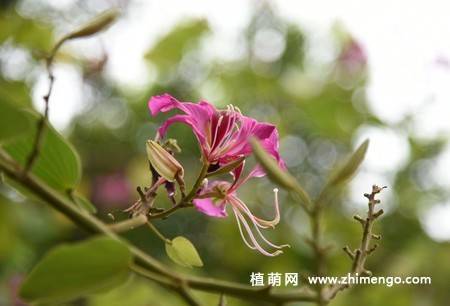 5张紫荆花图片