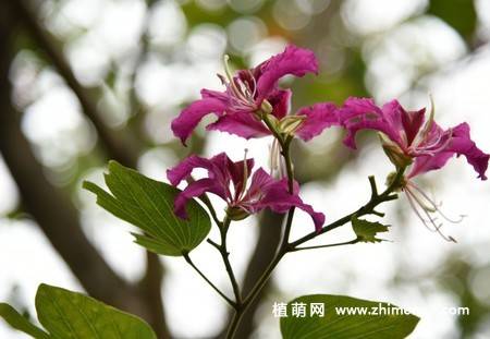 5张紫荆花图片