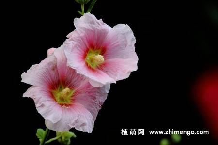15张不同颜色的蜀葵花图片